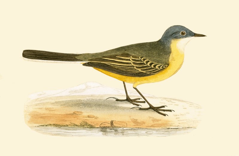Gray Headed Yellow Wagtail, illusztráció Charles Robert Bree (1811-86) „A British-szigeteken nem megfigyelt európai madarak története” című művéből, 1867-ben megjelent alkotó: English School
