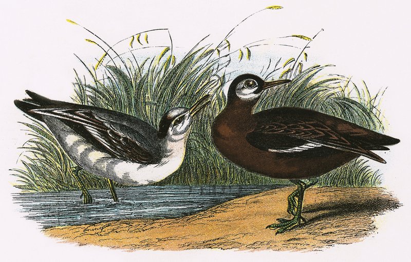 Szürke Phalarope alkotó: English School