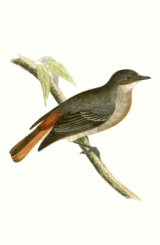 Gray Redstart, illusztrációja Charles Robert Bree (1811-86) „A British-szigeteken nem megfigyelt európai madarak története” című könyvéből, 1867-ben megjelent alkotó: English School