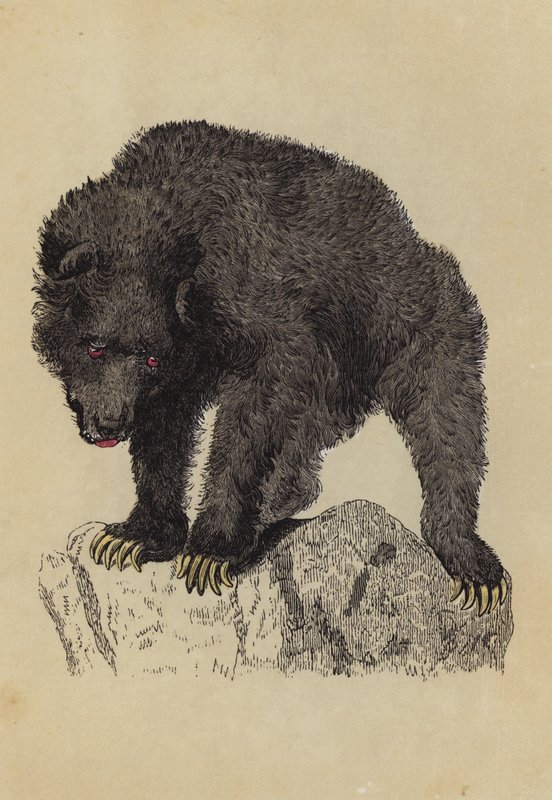 Grisly Bear (színes litográfia) alkotó: English School