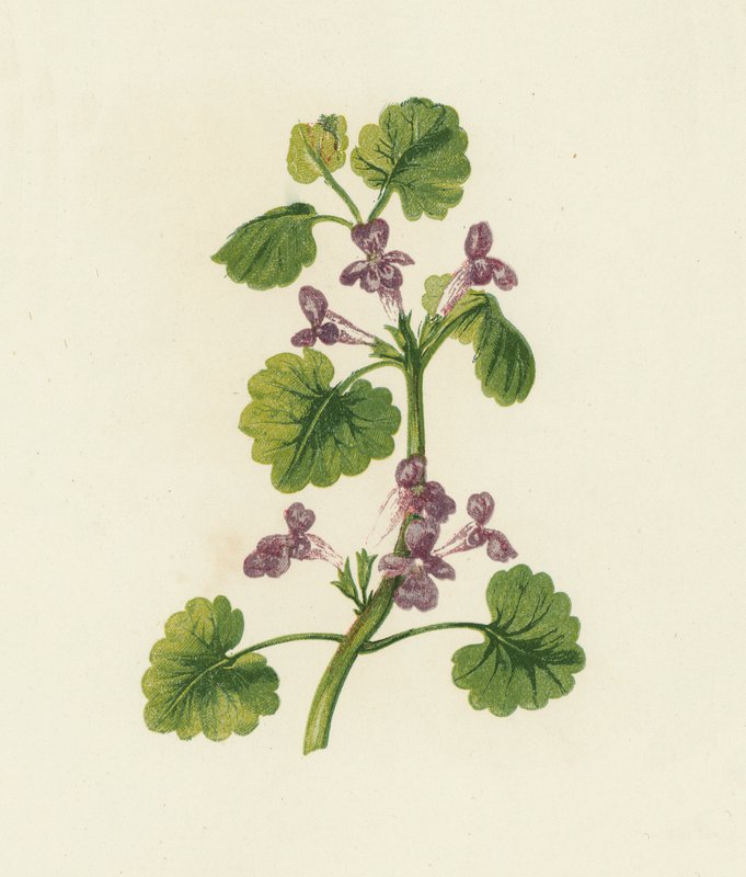 Ground Ivy, Glechoma Hederacea (színes litográfia) alkotó: English School