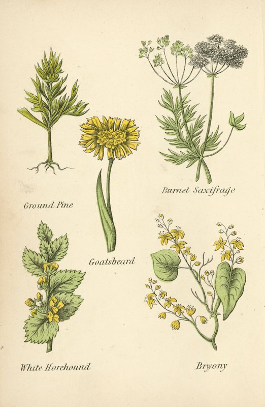Őrölt fenyő, Burnet Saxifrage, Kecskeszakáll, Fehér Horehound, Bryony alkotó: English School
