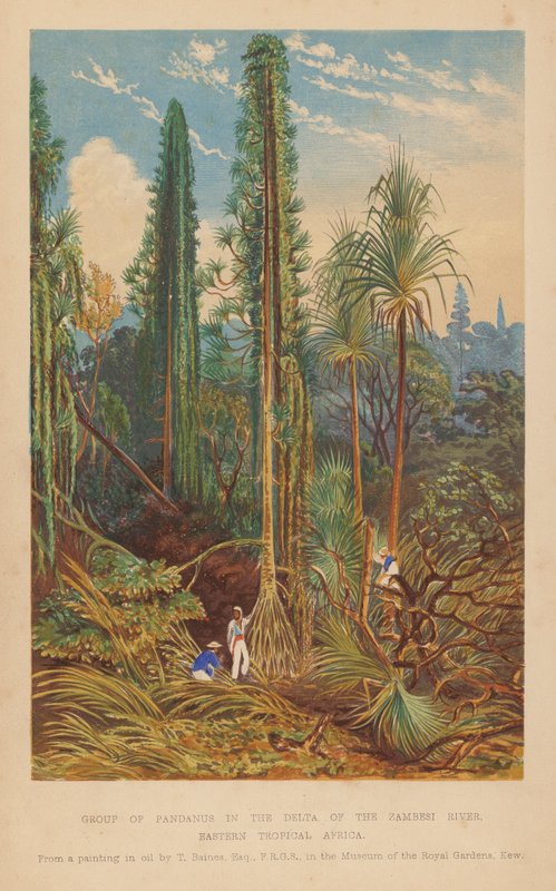 Pandanus csoport a Zambesi folyó deltájában, Kelet-Trópusi Afrika (színes litográfia) alkotó: English School