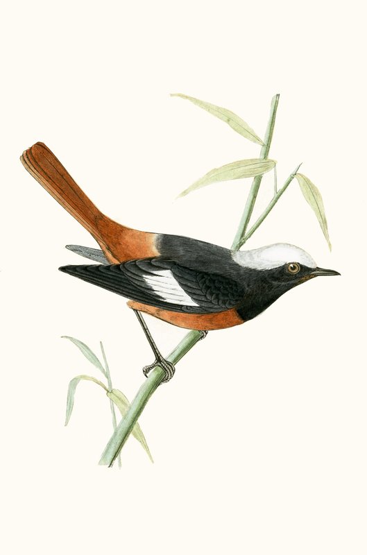 Guldenstadt Redstart, illusztrációja Charles Robert Bree (1811-86) „A Brit-szigeteken nem megfigyelt európai madarak története” című művéből, 1867-ben megjelent alkotó: English School