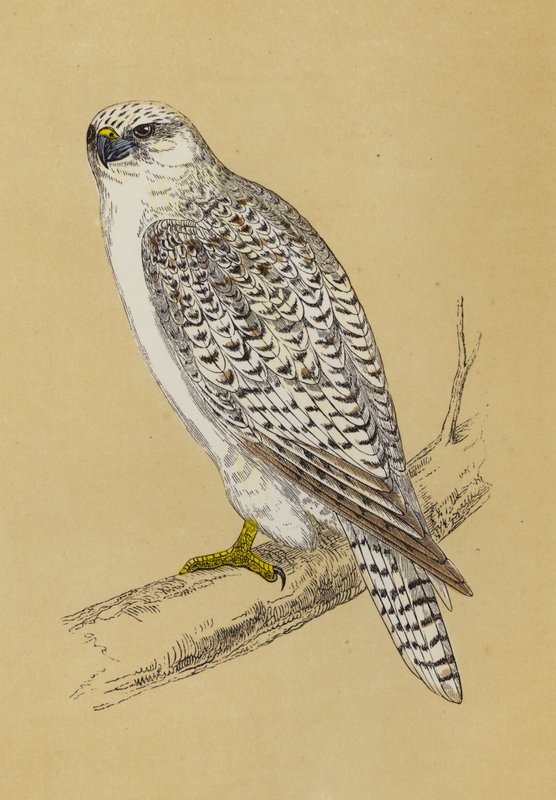 Gyr-Falcon (színes litó) alkotó: English School