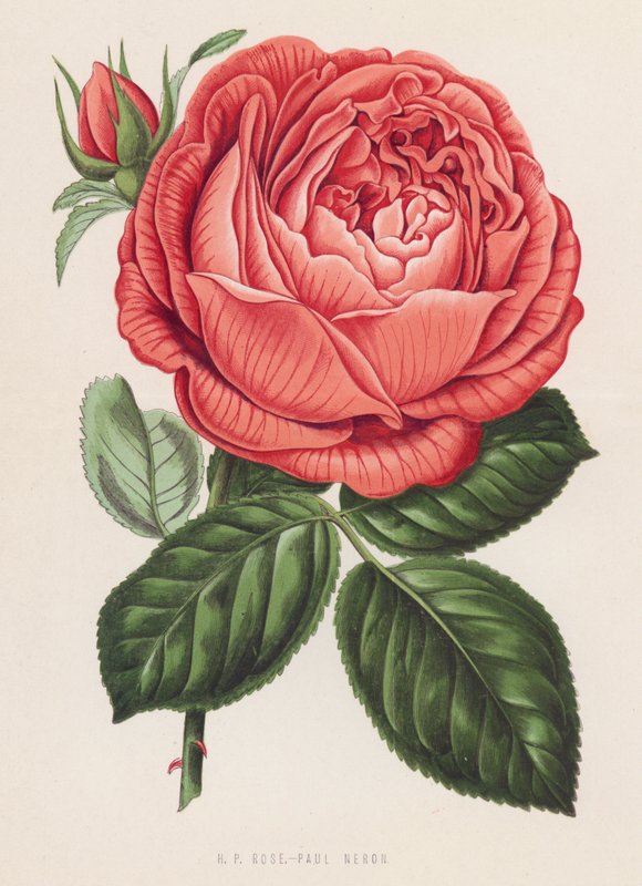 H P Rose, Paul Neron (színes litó) alkotó: English School