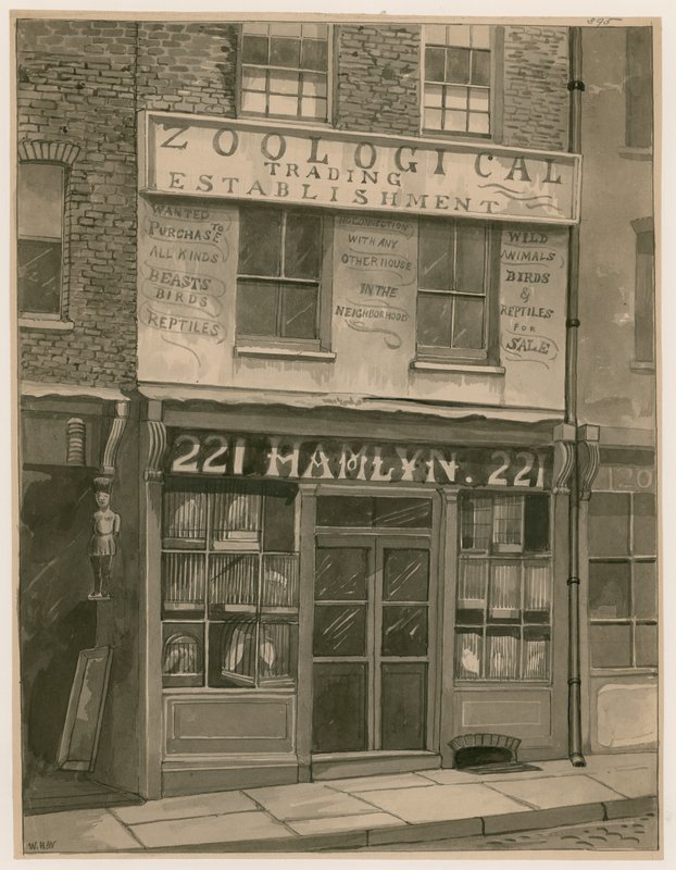 Hamlyns Zoological Trading, 221 St Georges Street, London Docks (wc papíron) alkotó: English School