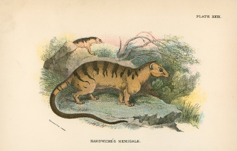 Hardwicke Hemigale alkotó: English School
