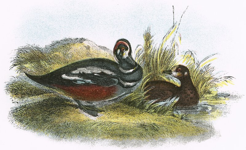 Harlekin kacsa alkotó: English School