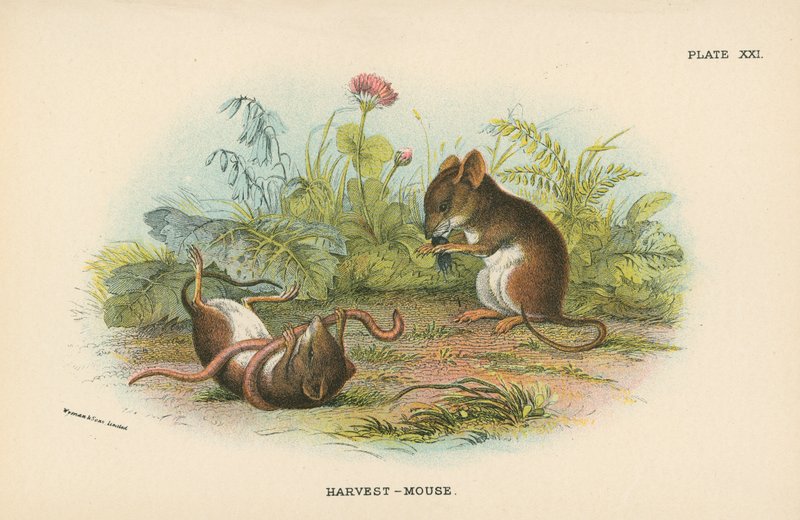 Harvest-Mouse alkotó: English School