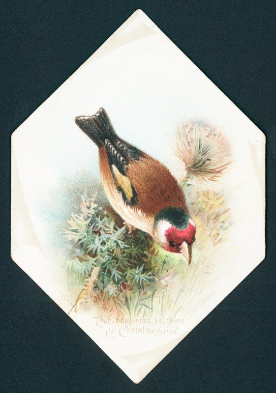 Hawfinch, karácsonyi üdvözlőlap alkotó: English School