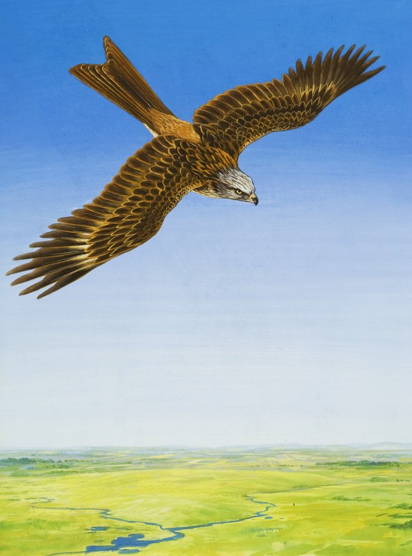 Sólyom alkotó: English School