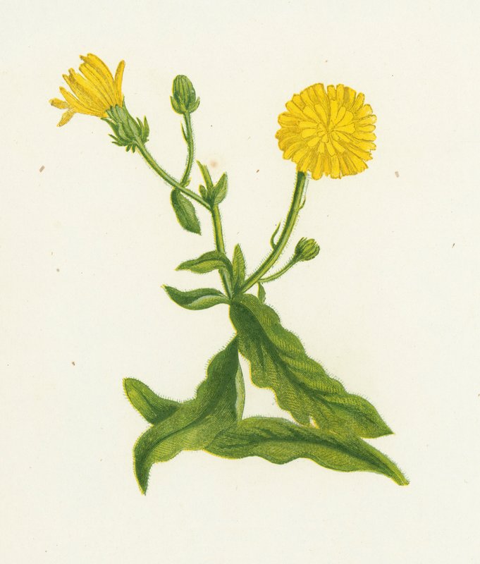 Hawkweed Picris, Picris Hieracioides alkotó: English School