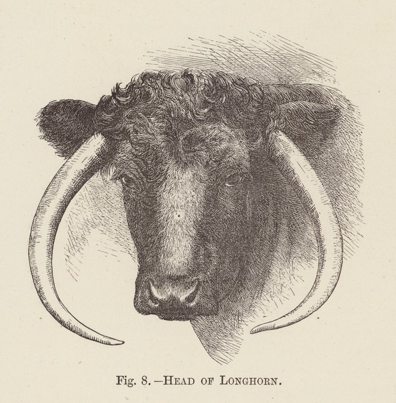 Longhorn feje (metszet) alkotó: English School