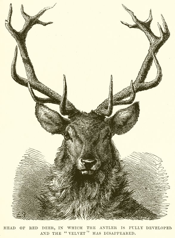 A Red Deer feje, amelyben az agancs teljesen kifejlődött, a Velvet pedig eltűnt alkotó: English School