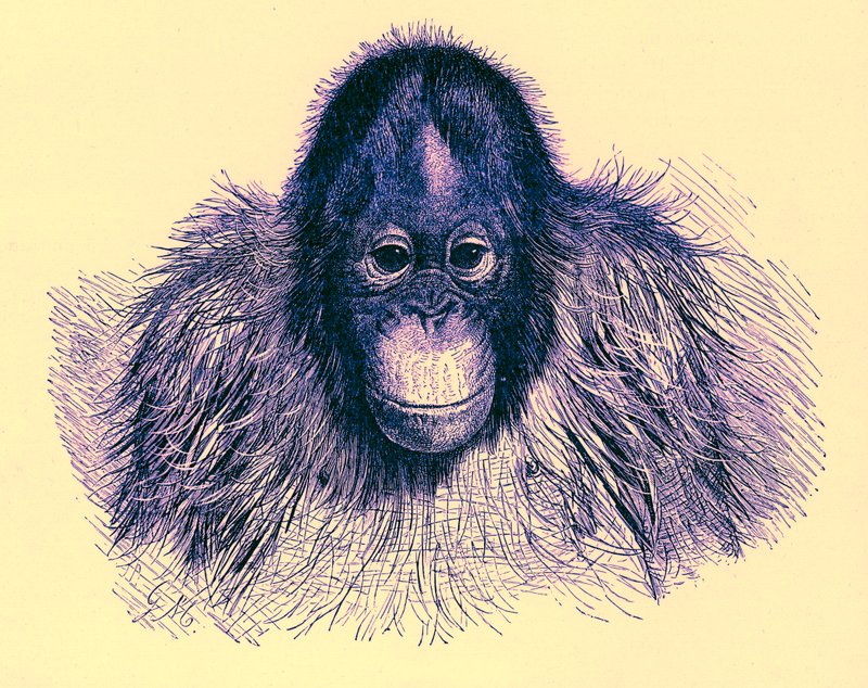 Orang feje, illusztráció a The Royal Natural History-ból, 1896-ban (digitálisan javított kép) alkotó: English School