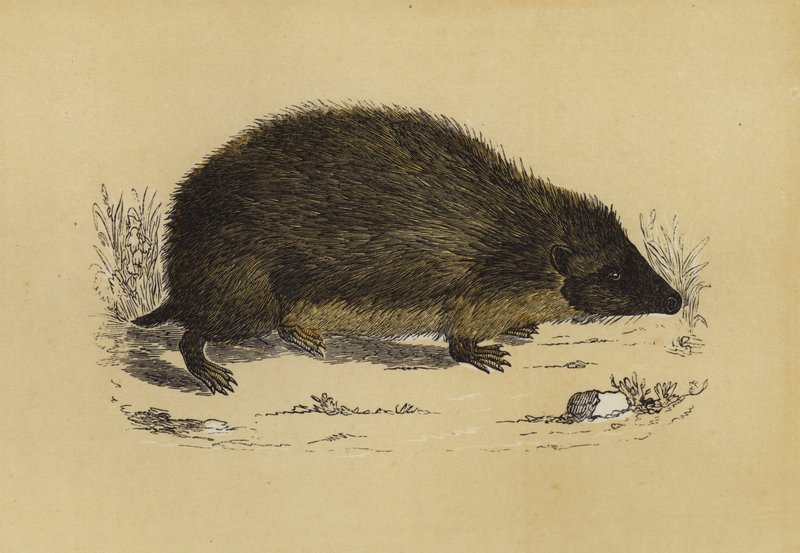 Hedge-Hog (színes litó) alkotó: English School