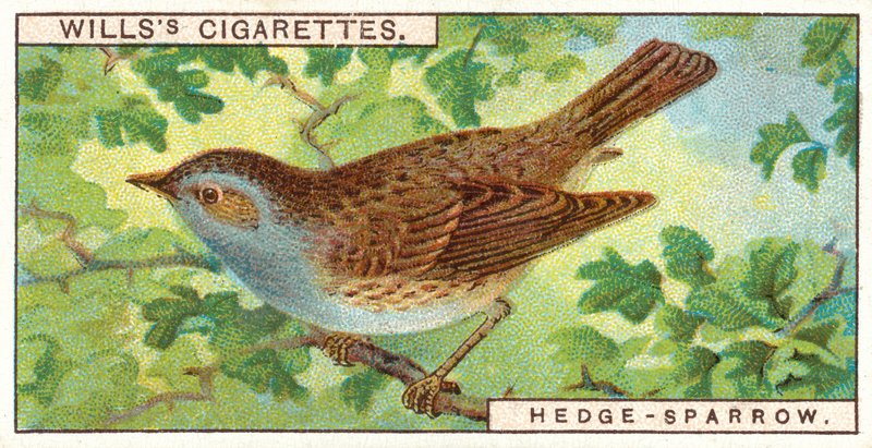 Hedge-Sparrow alkotó: English School