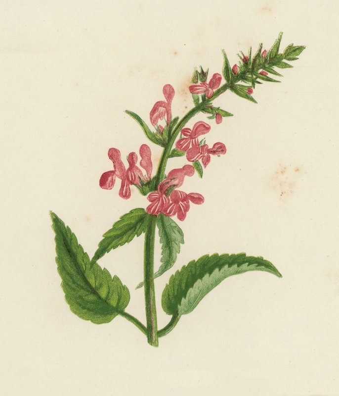 Sövényfű, Stachys Sylvatica (színes litó) alkotó: English School