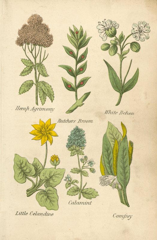 Kender Agrimony, Hentes Seprű, Fehér Behen, Kis Celandine, Kalamint, Comfrey (színes litográfia) alkotó: English School