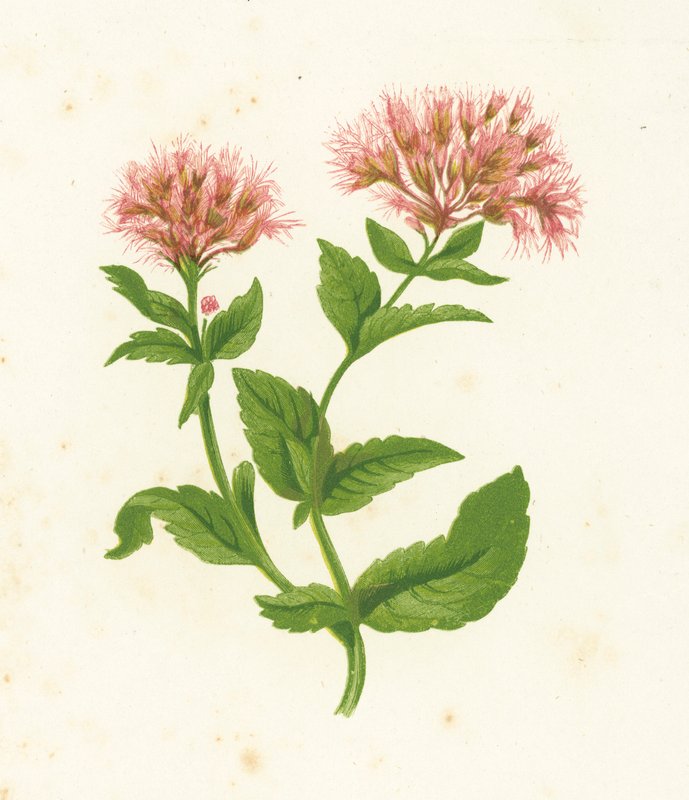 Kender Agrimony, Eupatorium Cannabinum alkotó: English School