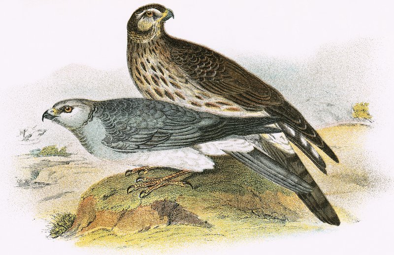 Tyúk Harrier alkotó: English School