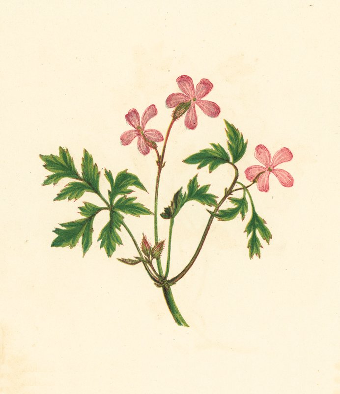 Herb Robert, vagy Poor Robin, Geranium Robertianum (színes litó) alkotó: English School