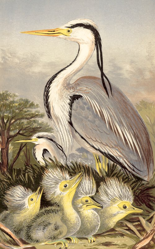 Heron és fiatal (chromolitho) alkotó: English School