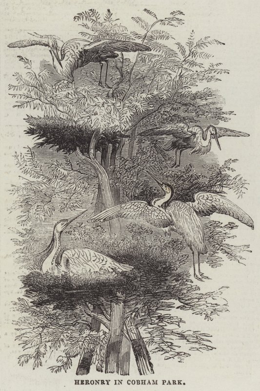 Heronry a Cobham Parkban (metszet) alkotó: English School