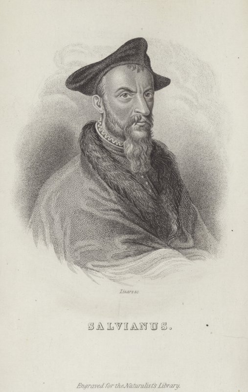 Hippolito Salviani olasz természettudós alkotó: English School