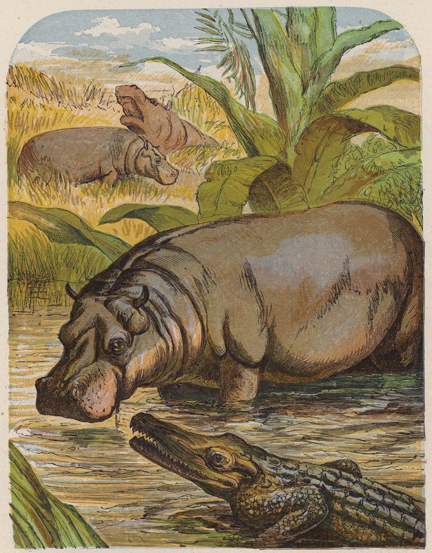 Víziló és krokodil (színes litográfia) alkotó: English School
