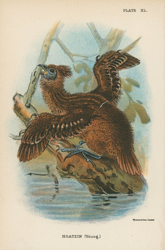 Hoatzin (fiatal) alkotó: English School