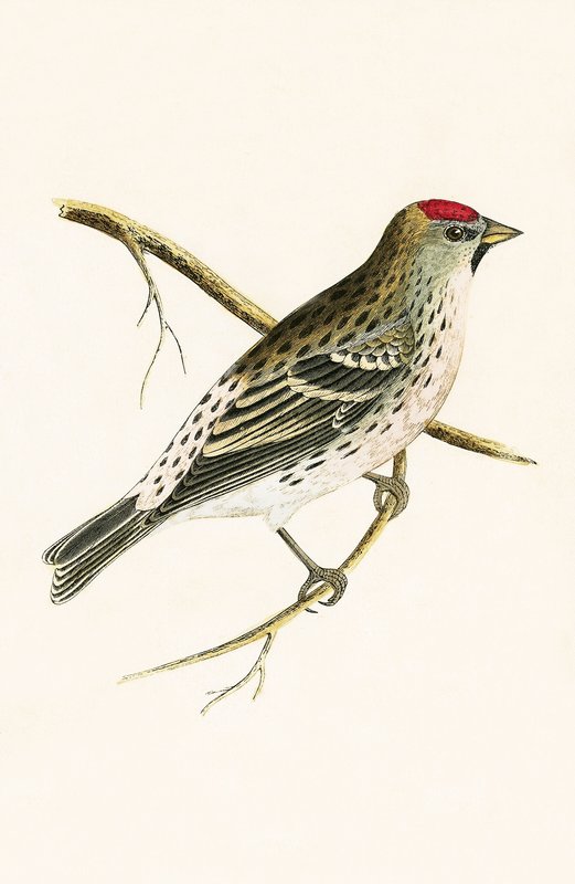 Holboll Redpole, illusztrációja Charles Robert Bree (1811-86) „Európa madarainak története, amelyeket nem figyeltek meg a Brit-szigeteken” című művéből, 1867-ben. alkotó: English School