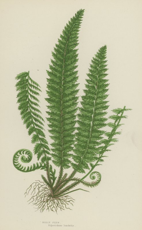 Holly Fern (színes litó) alkotó: English School