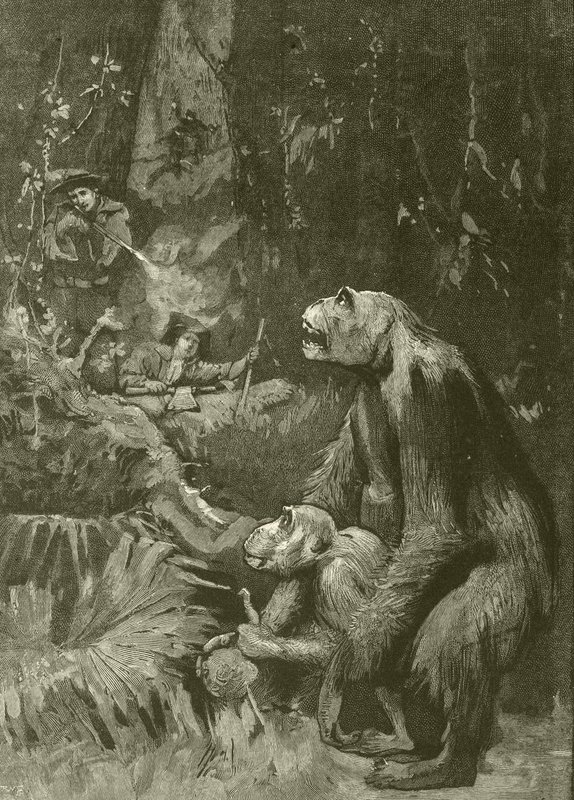 A gorilla otthona (metszet) alkotó: English School