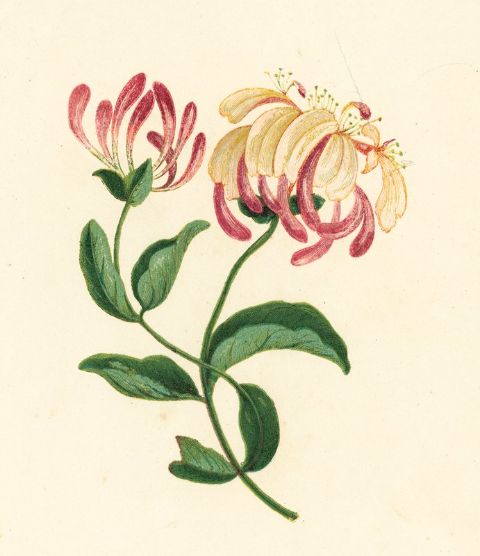 Lonc, Lonicera Periclymenum (színes litográfia) alkotó: English School