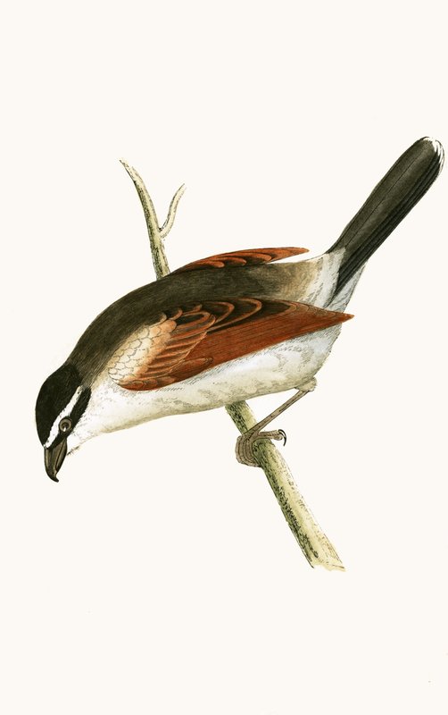 Hooded Shrike, illusztrációja Charles Robert Bree (1811-86) „A History of the Birds of the Birds of Europe Not Observed in the British Isles” című művéből, 1867. alkotó: English School