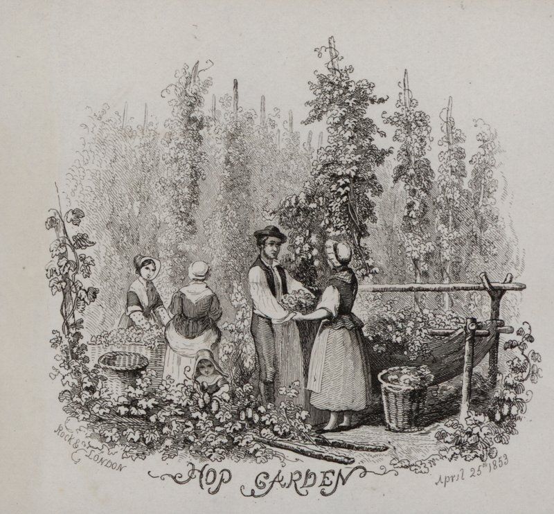Komlókert (metszet) alkotó: English School