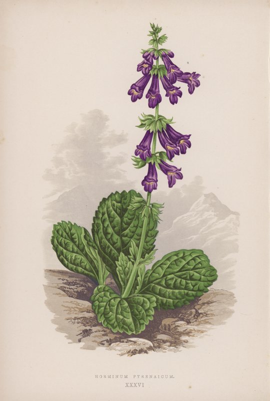 Pyrenaicum Horminum (színes litho) alkotó: English School