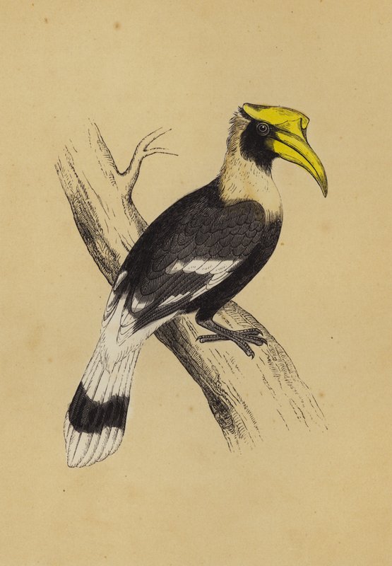 Hornbill (színes litho) alkotó: English School