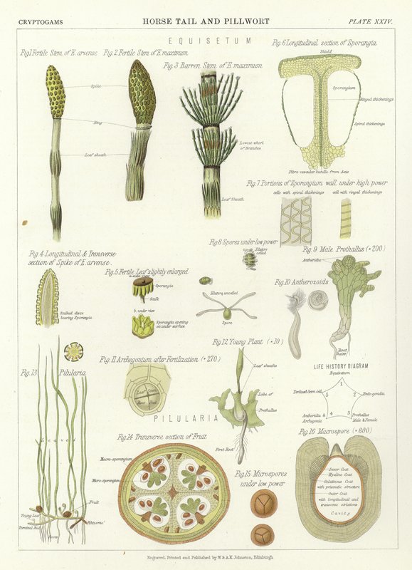 Lófarok és Pillwort alkotó: English School