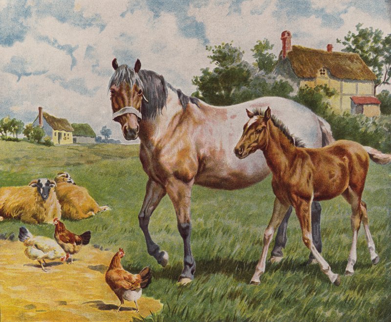 Ló és csikó, juh és tyúk (színes litográfia) alkotó: English School