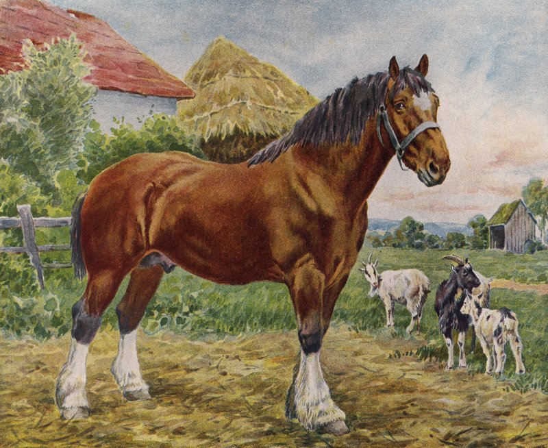 Ló és kecske (színes litó) alkotó: English School