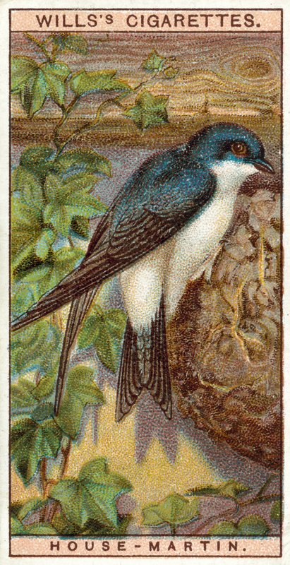 House-Martin alkotó: English School