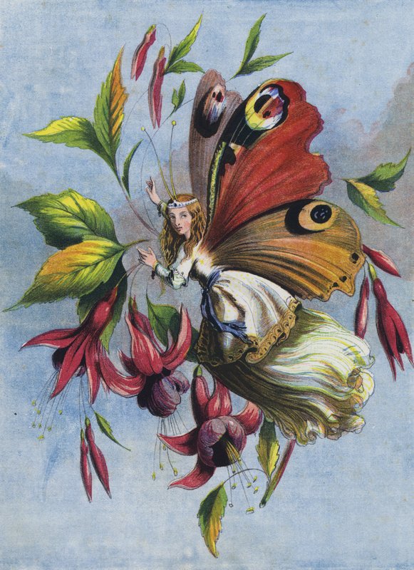 Hogyan töltötte a Lady Butterfly a napot (színes litográfia) alkotó: English School