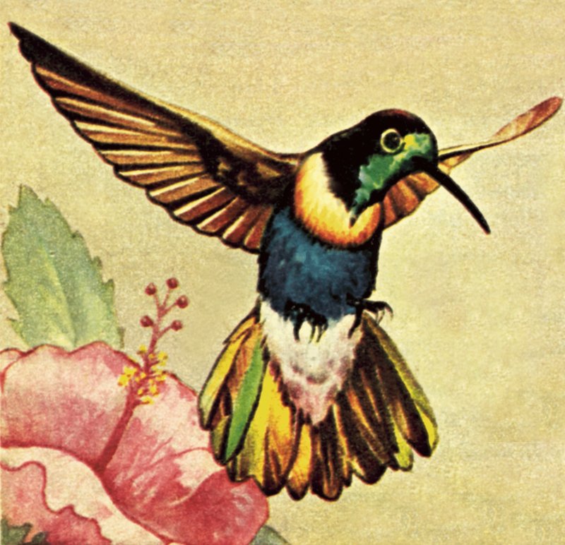 Kolibri alkotó: English School