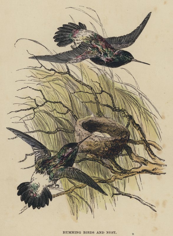 Kolibri és fészek (színes metszet) alkotó: English School