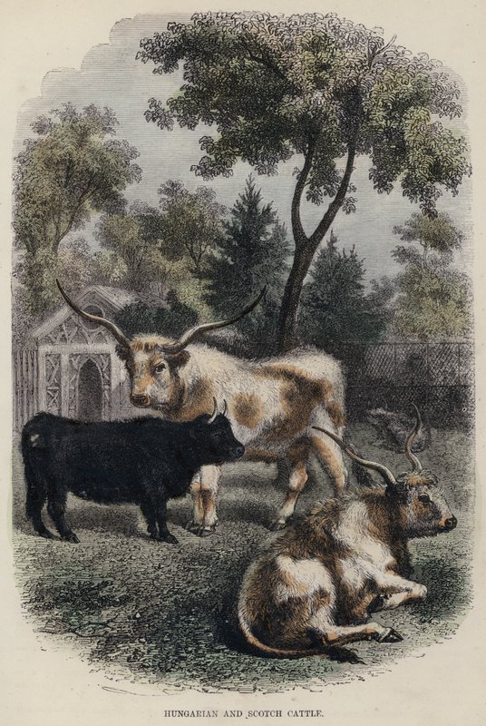 Magyar és skót szarvasmarha (színes metszet) alkotó: English School