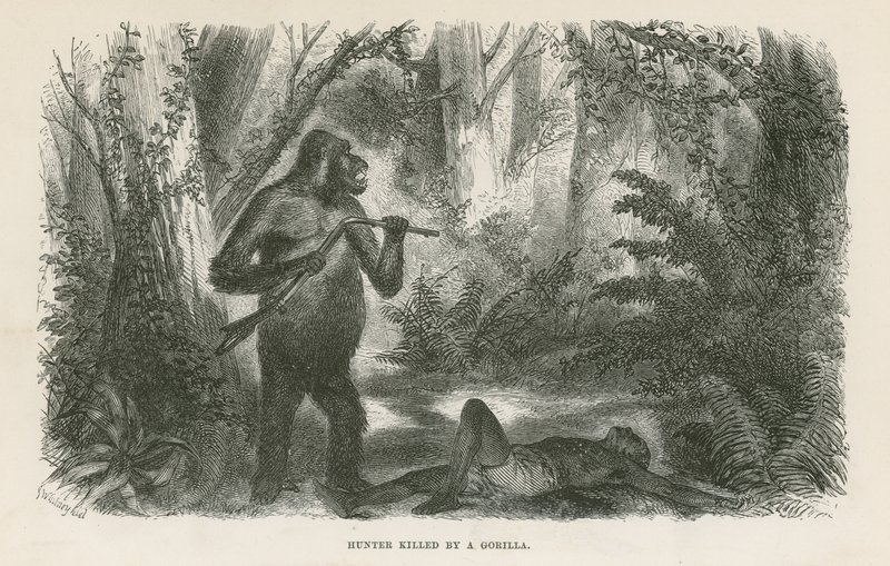 Vadászt megölte a gorilla alkotó: English School