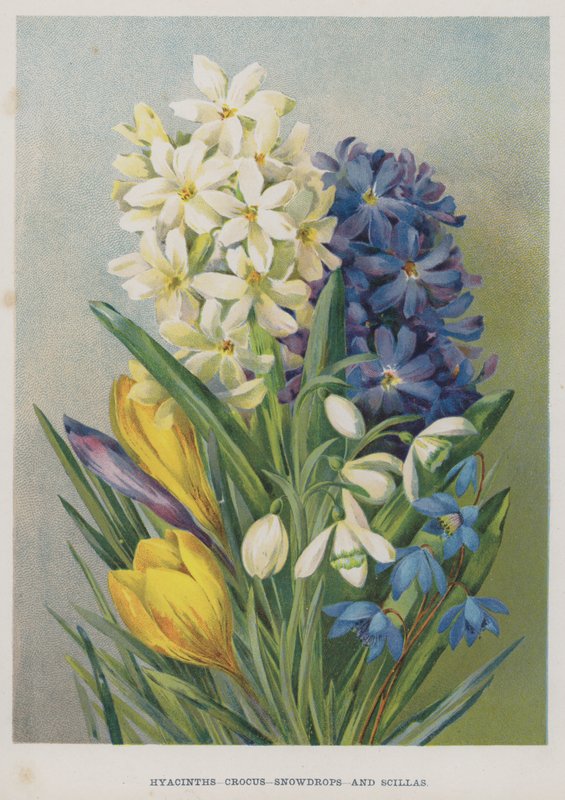Jácint, krókusz, hóvirág és scilla alkotó: English School